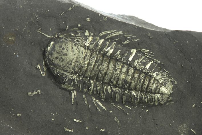 Pyritized Triarthrus Trilobite With Eggs & Ovarian Network! #293173